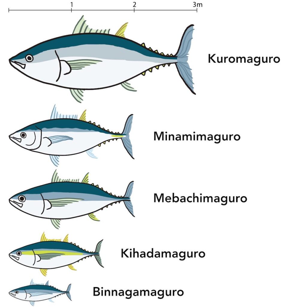 types of maguro
